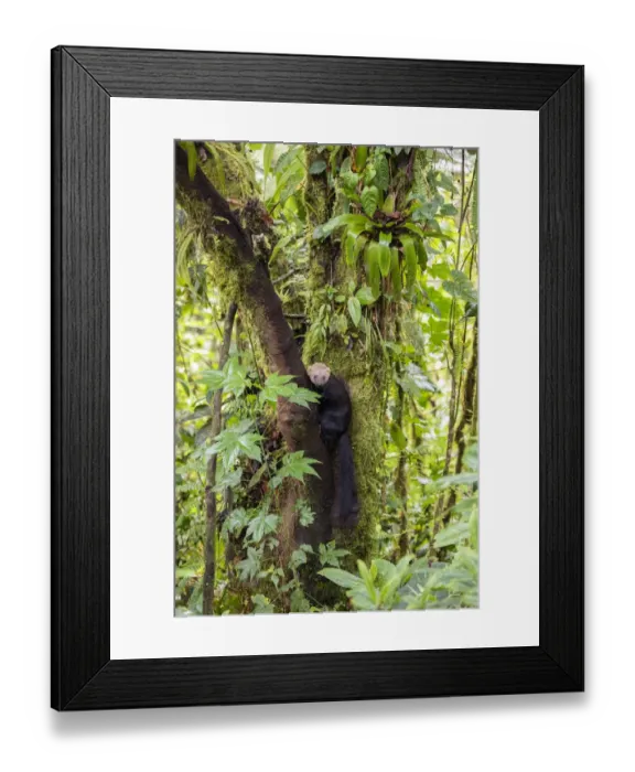 Framed Print : Tayra (Eira barbara) climbing in a tree in rainforest habitat with fern covered trees Framed Print : Tayra (Eira barbara) climbing in a tree in rainforest habitat with fern covered trees