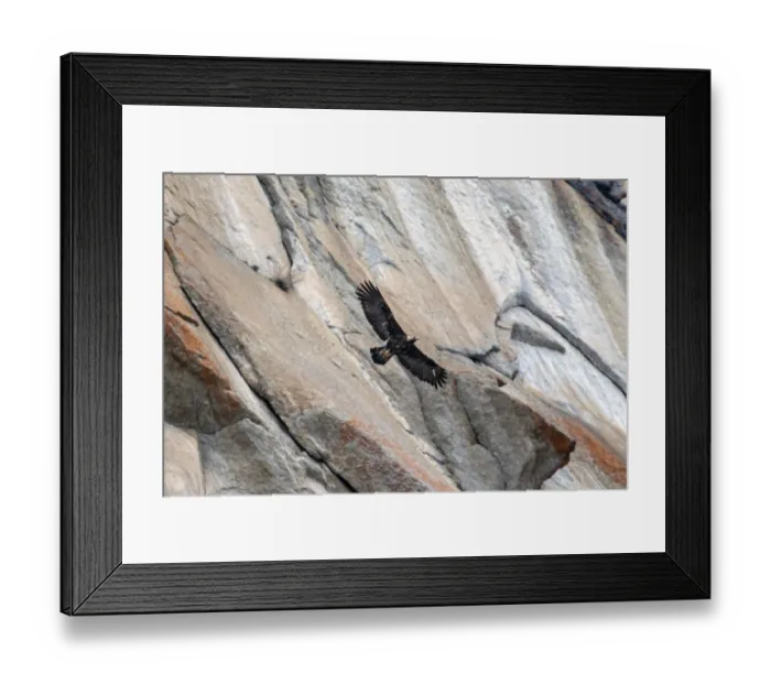 Framed Print : Golden eagle (Aquila chrysaetos) in flight in front of a vertical rocky mountain side Framed Print : Golden eagle (Aquila chrysaetos) in flight in front of a vertical rocky mountain side