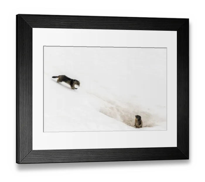 Framed Print : Alpine marmot (Marmota marmota) carrying grass and other nesting material across snow Framed Print : Alpine marmot (Marmota marmota) carrying grass and other nesting material across snow