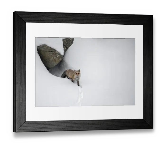 Framed Print : Red fox (Vulpes vulpes) in deep snow emerging from den, Valsavarenche valley, Gran Framed Print : Red fox (Vulpes vulpes) in deep snow emerging from den, Valsavarenche valley, Gran