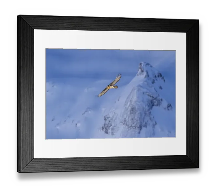 Framed Print : Lammergeier (Gypaetus barbatus) in flight over winter landscape with snow, Leukerbad Framed Print : Lammergeier (Gypaetus barbatus) in flight over winter landscape with snow, Leukerbad