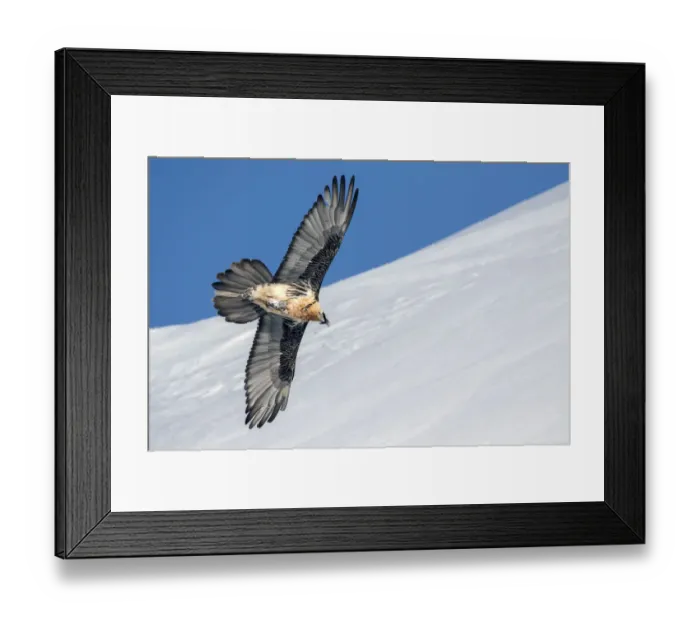 Framed Print : Lammergeier (Gypaetus barbatus) in flight over winter landscape with snow, Leukerbad Framed Print : Lammergeier (Gypaetus barbatus) in flight over winter landscape with snow, Leukerbad