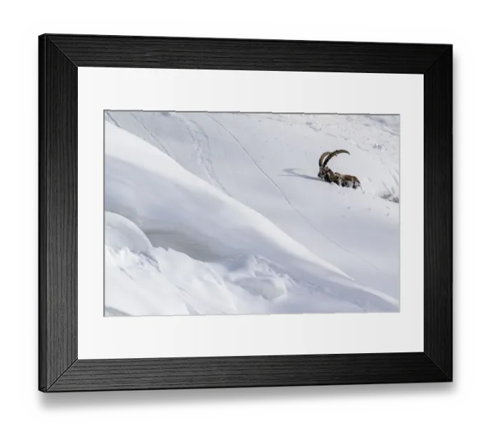 Framed Print : Alpine ibex (Capra ibex) struggling in deep snow on a steep slope, Valsavarenche Framed Print : Alpine ibex (Capra ibex) struggling in deep snow on a steep slope, Valsavarenche
