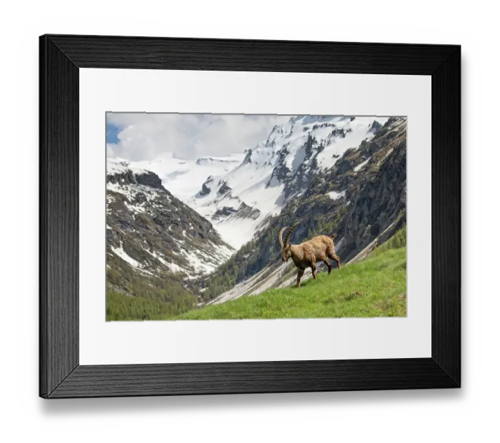 Framed Print : Alpine Ibex (Capra ibex) in its landscape, Valsavarenche, Gran Paradiso national park, Aosta Valley, Italy, May Framed Print : Alpine Ibex (Capra ibex) in its landscape, Valsavarenche, Gran Paradiso national park, Aosta Valley, Italy, May