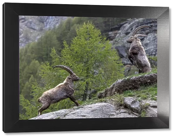 Alpine ibex (Capra ibex) adult males fighting in alpine landscape, Valsavarenche