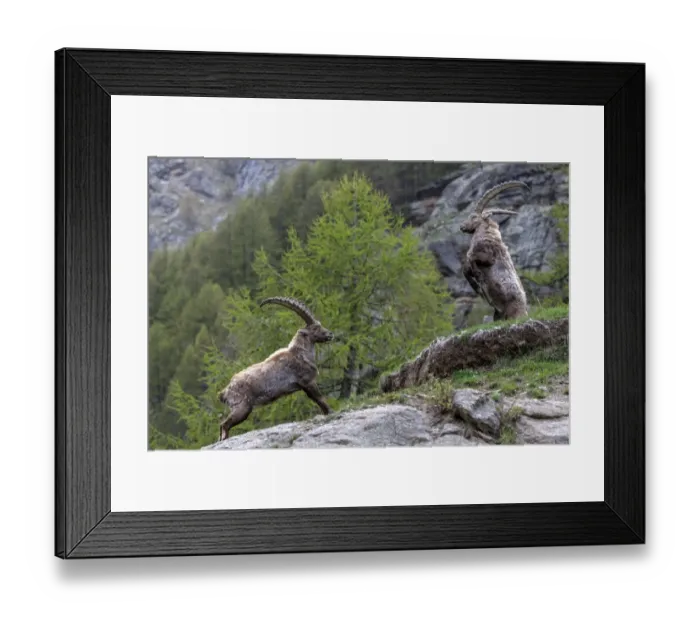 Framed Print : Alpine ibex (Capra ibex) adult males fighting in alpine landscape, Valsavarenche Framed Print : Alpine ibex (Capra ibex) adult males fighting in alpine landscape, Valsavarenche