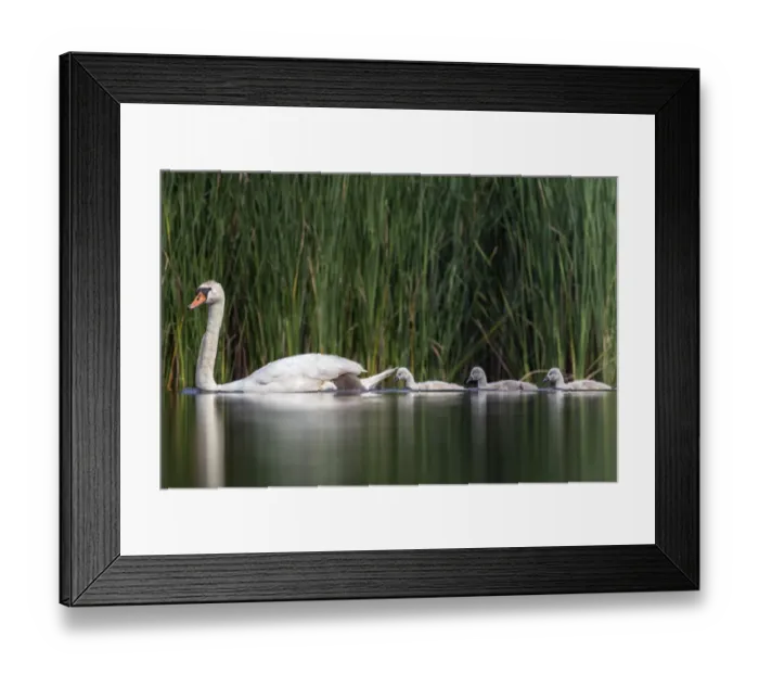 Framed Print : Mute swan (cygnus olor) family, Valkenhorst Nature Reserve, Valkenswaard, The Netherlands Framed Print : Mute swan (cygnus olor) family, Valkenhorst Nature Reserve, Valkenswaard, The Netherlands