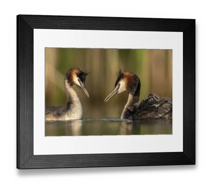 Framed Print : Great crested grebe (Podiceps cristatus) adults courting and greeting each other to Framed Print : Great crested grebe (Podiceps cristatus) adults courting and greeting each other to