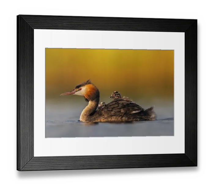 Framed Print : Great crested grebe (Podiceps cristatus) adult with young on its back, Valkenhorst Nature Reserve Framed Print : Great crested grebe (Podiceps cristatus) adult with young on its back, Valkenhorst Nature Reserve