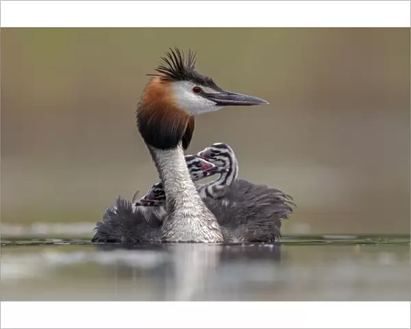 Great crested grebe (Podiceps cristatus) adult with young on its back, Valkenhorst Nature Reserve