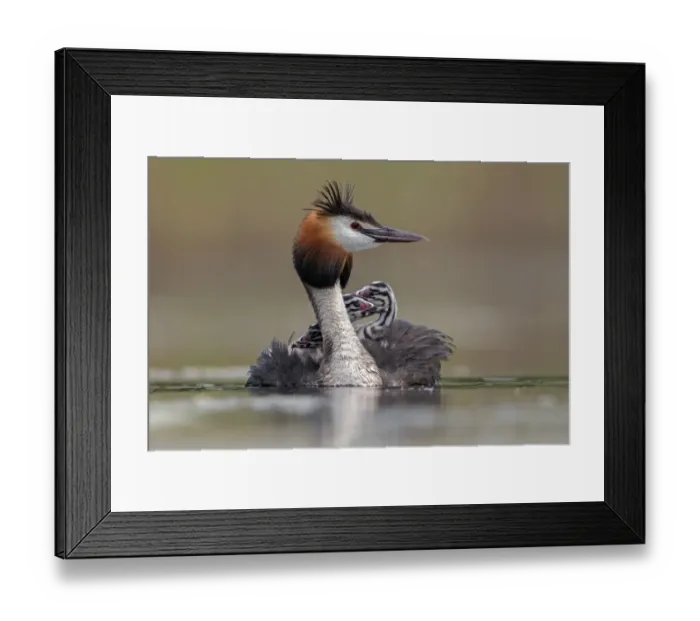 Framed Print : Great crested grebe (Podiceps cristatus) adult with young on its back, Valkenhorst Nature Reserve Framed Print : Great crested grebe (Podiceps cristatus) adult with young on its back, Valkenhorst Nature Reserve