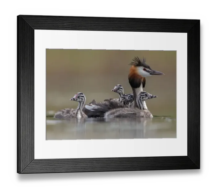 Framed Print : Great crested grebe (Podiceps cristatus) adult with young on its back and in the water Framed Print : Great crested grebe (Podiceps cristatus) adult with young on its back and in the water