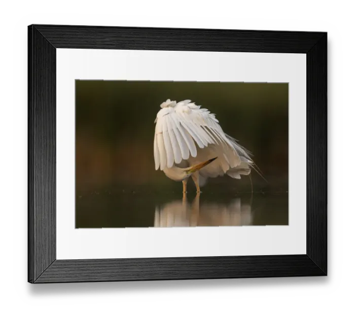 Framed Print : Great white egret (Egretta Alba) preening its feathers, Valkenhorst Nature Reserve Framed Print : Great white egret (Egretta Alba) preening its feathers, Valkenhorst Nature Reserve
