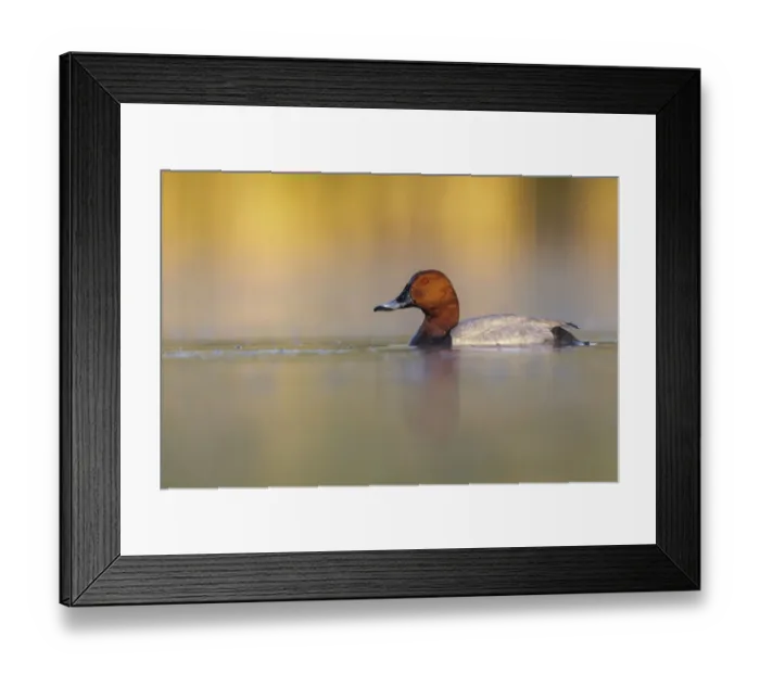 Framed Print : European pochard (Aythya ferina) drake male on a misty morning, Valkenhorst Nature Reserve Framed Print : European pochard (Aythya ferina) drake male on a misty morning, Valkenhorst Nature Reserve