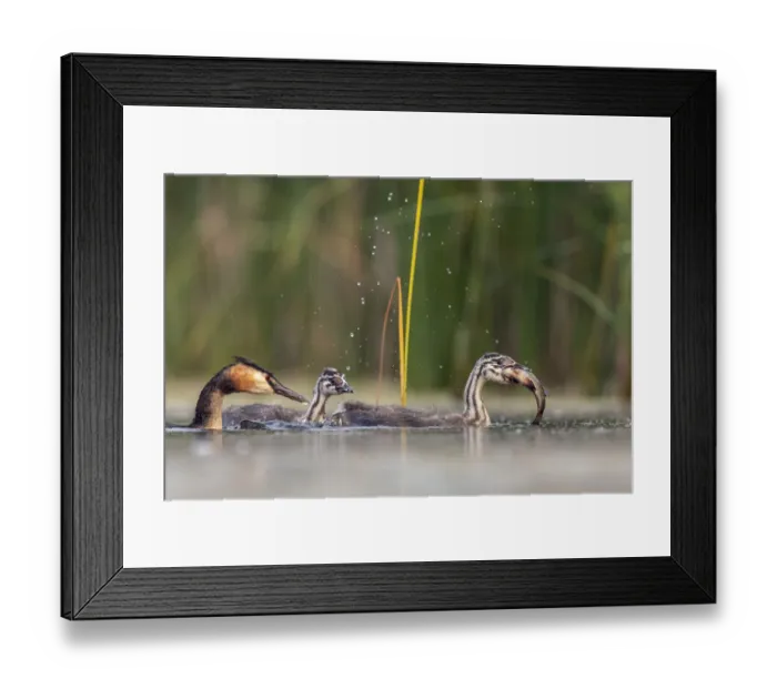 Framed Print : Great crested grebe (Podiceps cristatus) adult with freshly caught fish Framed Print : Great crested grebe (Podiceps cristatus) adult with freshly caught fish