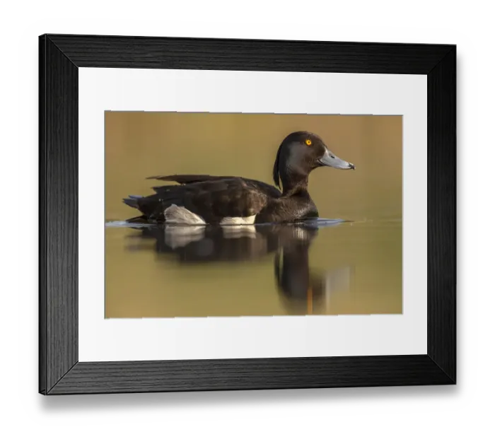 Framed Print : Tufted duck (Aythya fuligula) male drake, Valkenhorst Nature reserve, Valkenswaard Framed Print : Tufted duck (Aythya fuligula) male drake, Valkenhorst Nature reserve, Valkenswaard