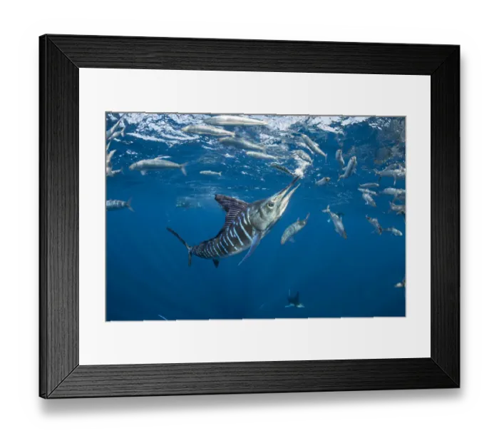 Framed Print : Striped marlin (Tetrapturus audax) feeding on Sardine (Sardinops sagax). Magdalena Bay Framed Print : Striped marlin (Tetrapturus audax) feeding on Sardine (Sardinops sagax). Magdalena Bay