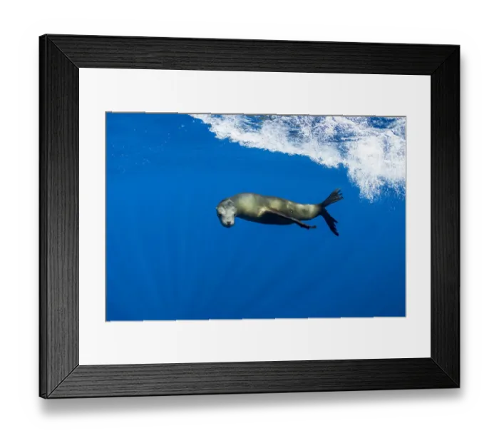 Framed Print : California sealion (Zalophus californianus) swimming. Magdalena Bay, Baja California Sur Framed Print : California sealion (Zalophus californianus) swimming. Magdalena Bay, Baja California Sur