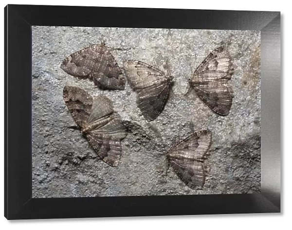 Group of Tissue moths (Triphosa dubitata) hibernating in a limestone cave