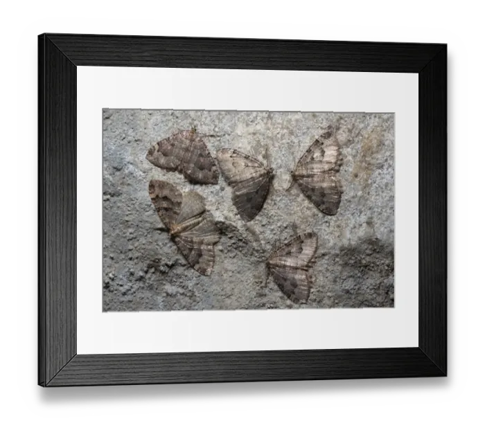 Framed Print : Group of Tissue moths (Triphosa dubitata) hibernating in a limestone cave Framed Print : Group of Tissue moths (Triphosa dubitata) hibernating in a limestone cave
