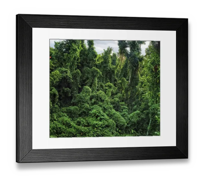 Framed Print : Damaged forest overgrown by various vines, a typical scene in western part of Dominica Framed Print : Damaged forest overgrown by various vines, a typical scene in western part of Dominica