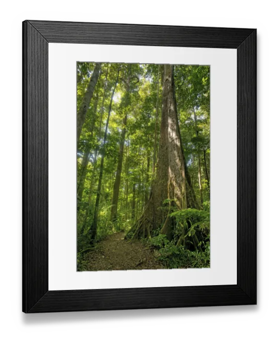Framed Print : Old trees in the Syndicate Forest National Park, Dominica, Eastern Caribbean