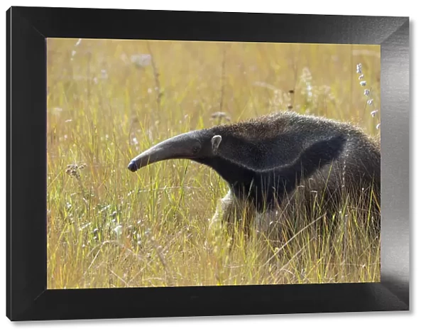 Giant anteater (Myrmecophaga tridactyla) Serra de Canastra National Park, Brazil