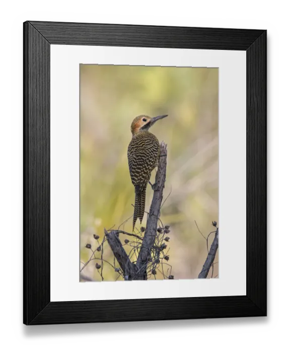 Framed Print : Fernandinas flicker (Colaptes fernandinae), Cuba, endemic species Framed Print : Fernandinas flicker (Colaptes fernandinae), Cuba, endemic species