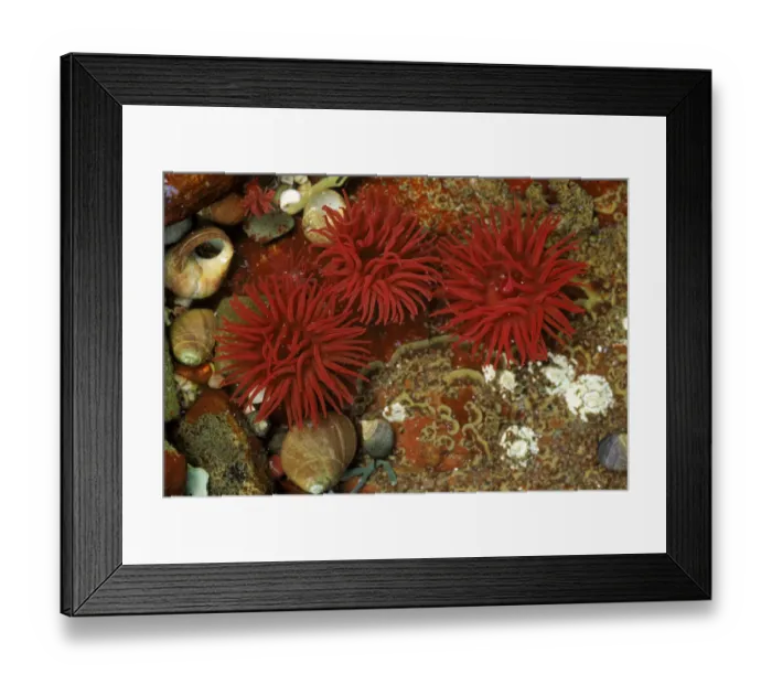 Framed Print : Beadlet anemone (Actinia equina) with periwinkles. Mull, Scotland, UK, Europe Framed Print : Beadlet anemone (Actinia equina) with periwinkles. Mull, Scotland, UK, Europe