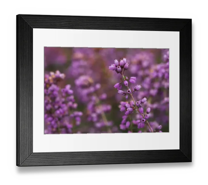 Framed Print : Bell heather (Erica cinerea) in flower, Steadham Common Nature Reserve, Sussex, UK Framed Print : Bell heather (Erica cinerea) in flower, Steadham Common Nature Reserve, Sussex, UK