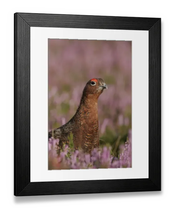 Framed Print : Red Grouse (Lagopus lagopus scoticus) in purple heather, Peak District, uk Framed Print : Red Grouse (Lagopus lagopus scoticus) in purple heather, Peak District, uk