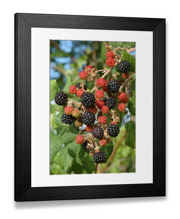 Framed Print : Ripening blackberries on Bramble bush (Rubus plicatus) Somerset, UK Framed Print : Ripening blackberries on Bramble bush (Rubus plicatus) Somerset, UK