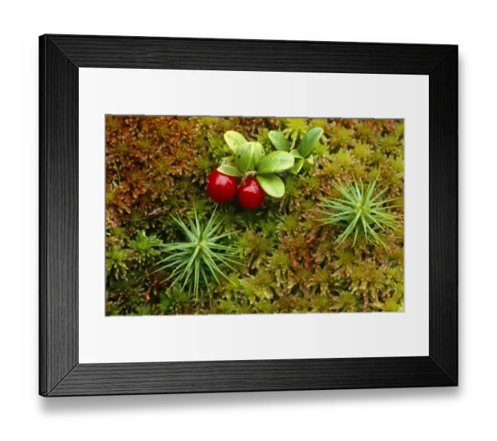 Framed Print : Red whortleberry / Cowberry {Vaccinium vitis-idaea} growing amongst sphagnum moss Framed Print : Red whortleberry / Cowberry {Vaccinium vitis-idaea} growing amongst sphagnum moss