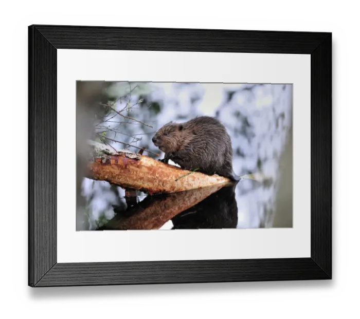 Framed Print : Juvenile European beaver {Castor fiber} striping bark off a Birch trunk at the Aigas Framed Print : Juvenile European beaver {Castor fiber} striping bark off a Birch trunk at the Aigas