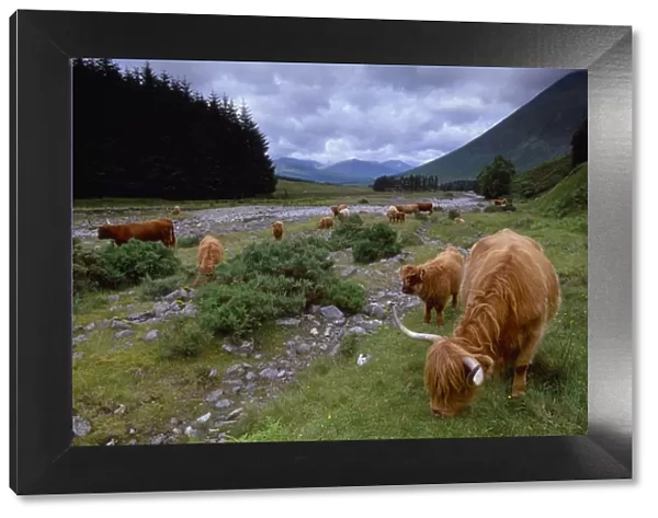 Highland Cattle (Bos tarus) herd grazing, West Highland Way, Tyndrum, Scotland, UK