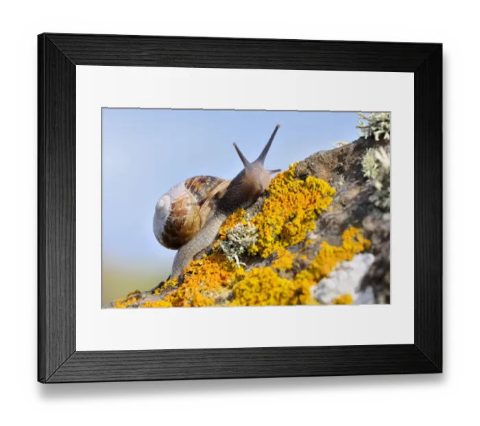 Framed Print : Common snail {Helix aspersa}, on lichen covered rock, The Lizard, Cornwall, UK. August Framed Print : Common snail {Helix aspersa}, on lichen covered rock, The Lizard, Cornwall, UK. August