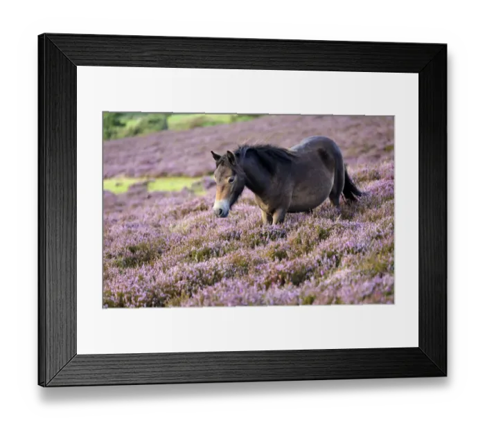 Framed Print : Exmoor pony {Equus caballus} walking amongst flowering heather {Ericaceae}, near Porlock Hill Framed Print : Exmoor pony {Equus caballus} walking amongst flowering heather {Ericaceae}, near Porlock Hill