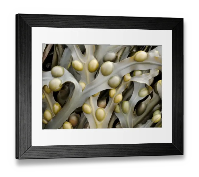Framed Print : Bladder wrack {Fucus vesiculosus} seaweed. Sandymouth bay, Cornwall, UK. August Framed Print : Bladder wrack {Fucus vesiculosus} seaweed. Sandymouth bay, Cornwall, UK. August