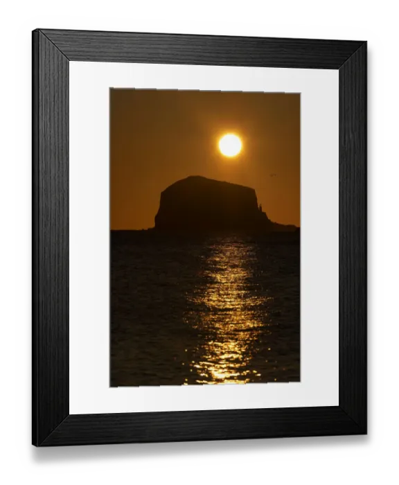Framed Print : Northern gannet (Morus bassanus) colony in flight over Bass Rock at sunrise, Firth of Forth Framed Print : Northern gannet (Morus bassanus) colony in flight over Bass Rock at sunrise, Firth of Forth