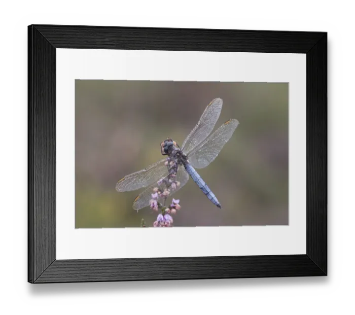 Framed Print : Male Keeled skimmer (Orthetrum coerulescens) in flight, Holt Lows CP, Norfolk, England Framed Print : Male Keeled skimmer (Orthetrum coerulescens) in flight, Holt Lows CP, Norfolk, England