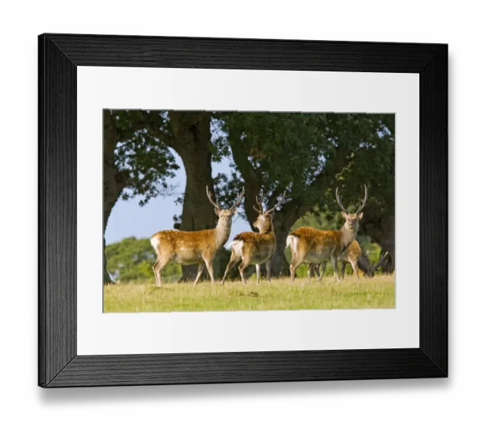 Framed Print : Sika deer (Cervus nippon) stags in summer coat, Arne RSPB Reserve, Dorset, England Framed Print : Sika deer (Cervus nippon) stags in summer coat, Arne RSPB Reserve, Dorset, England