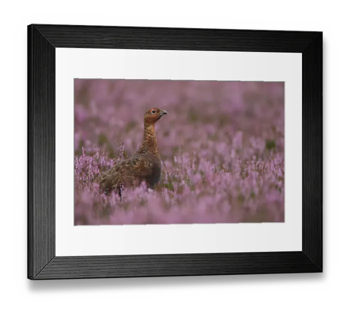 Framed Print : Red grouse (Lagopus lagopus scoticus) male amongst purple flowering heather, Peak district Framed Print : Red grouse (Lagopus lagopus scoticus) male amongst purple flowering heather, Peak district