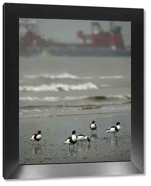 Shelduck (Tadorna tadorna) moulting birds at high tide roost, Bridgewater Bay NNR