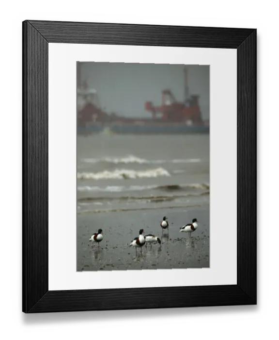 Framed Print : Shelduck (Tadorna tadorna) moulting birds at high tide roost, Bridgewater Bay NNR Framed Print : Shelduck (Tadorna tadorna) moulting birds at high tide roost, Bridgewater Bay NNR
