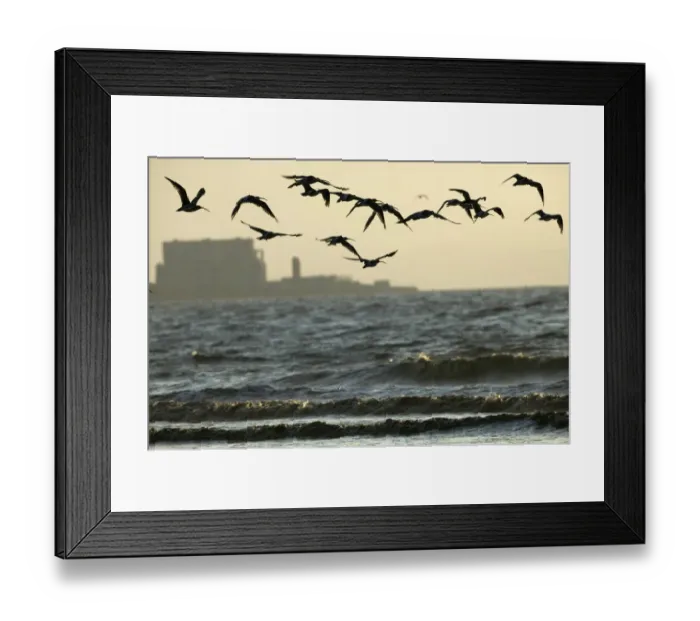 Framed Print : Curlews (Numenius arquata) flying into roost with Hinkley point, Nuclear power station Framed Print : Curlews (Numenius arquata) flying into roost with Hinkley point, Nuclear power station