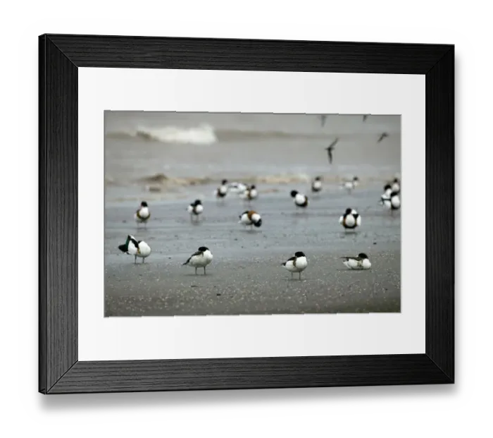 Framed Print : Shelduck (Tadorna tadorna) moulting birds at high tide roost, Bridgewater Bay NNR