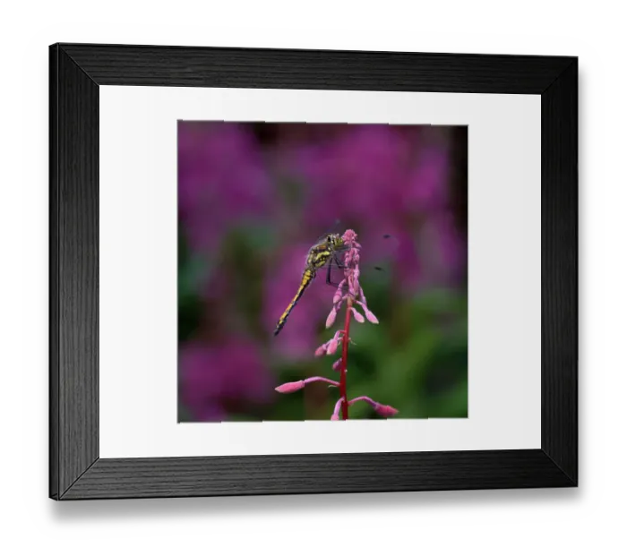 Framed Print : Black darter dragonfly (Sympetrum danae) male, Peatlands Country Park, County Armagh Framed Print : Black darter dragonfly (Sympetrum danae) male, Peatlands Country Park, County Armagh