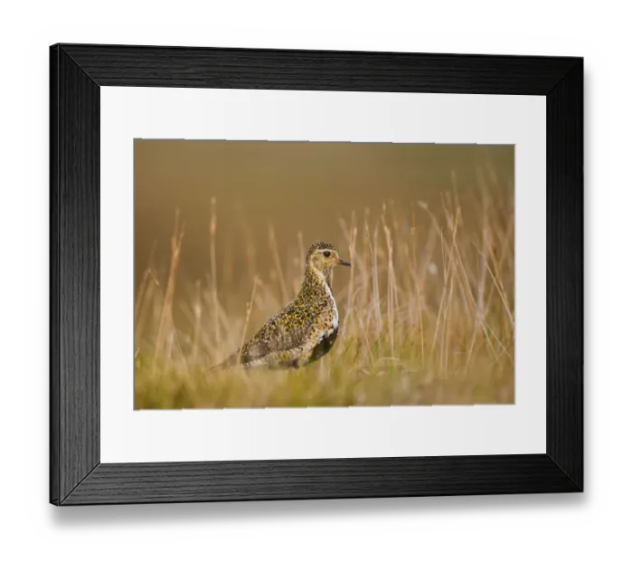 Framed Print : Golden plover (Pluvialis apricaria) profile portrait on open moorland in evening light Framed Print : Golden plover (Pluvialis apricaria) profile portrait on open moorland in evening light