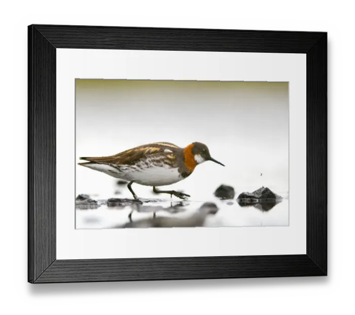 Framed Print : Red-necked phalarope (Phalaropus lobatus) female about to strike at a fly hovering nearby Framed Print : Red-necked phalarope (Phalaropus lobatus) female about to strike at a fly hovering nearby
