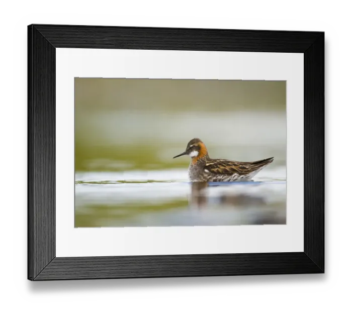 Framed Print : Red-necked phalarope (Phalaropus lobatus) male on the water. Shetland Islands, Scotland Framed Print : Red-necked phalarope (Phalaropus lobatus) male on the water. Shetland Islands, Scotland